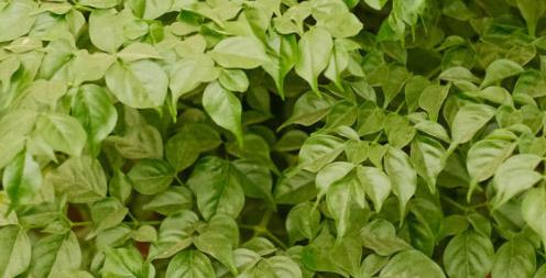 幸福树怎么养才长得好