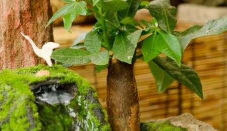 发财树怎么养护最好