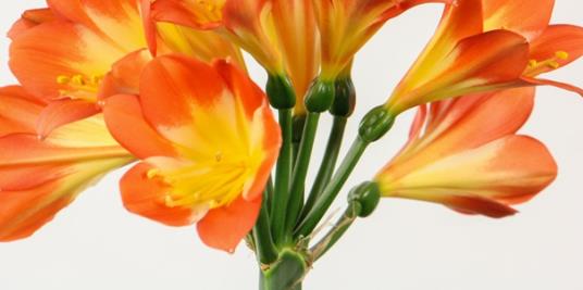 君子兰不开花处理方法