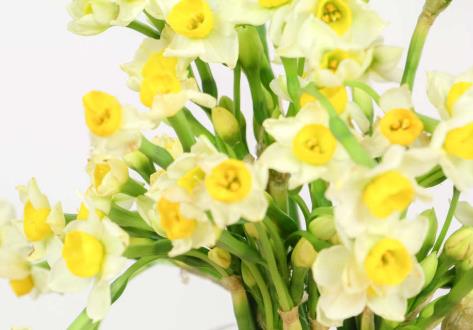 水养水仙花的养殖方法，多久换一次水