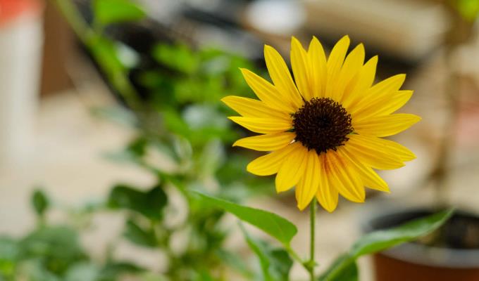 向日葵做干花的方法，做干花可以晒吗